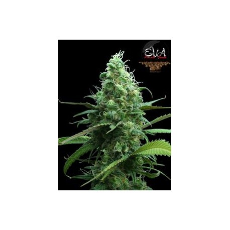 PINK PLANT * EVA FEMALE SEEDS 6 SEMI FEM 