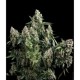 AUTO TUTANKHAMON * PYRAMID SEEDS 1 SEME FEM