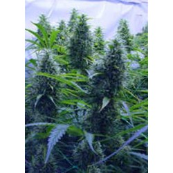 2 POUNDER * KIWISEEDS 10 SEMI REG