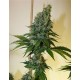 CONGO HAZE * KIWISEEDS 10 SEMI REG