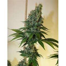 CONGO HAZE * KIWISEEDS 10 SEMI REG