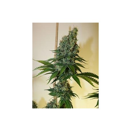 CONGO HAZE * KIWISEEDS 10 SEMI REG