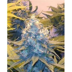 CHEESE X HAZE * KIWISEEDS 10 SEMI REG 