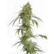 OCEAN 12 HAZE * KIWISEEDS 10 SEMI REG 