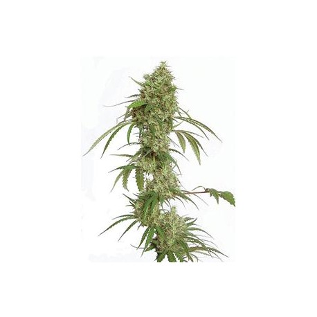 OCEAN 12 HAZE * KIWISEEDS 10 SEMI REG 