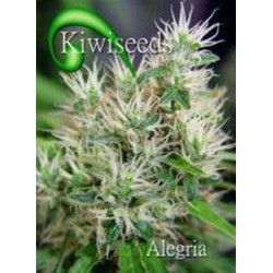 ALEGRIA * KIWISEEDS 5 SEMI REG 