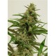 MEXICAN HAZE * KIWISEEDS 5 SEMI REG 