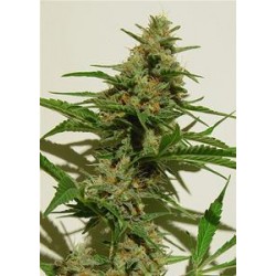 MEXICAN HAZE * KIWISEEDS 5 SEMI REG 