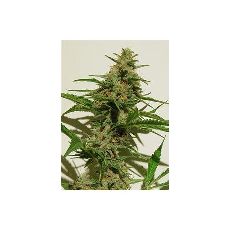 MEXICAN HAZE * KIWISEEDS 5 SEMI REG 