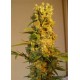 MILKY WAY * KIWISEEDS 5 SEMI REG 