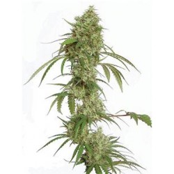 OCEAN 12 HAZE * KIWISEEDS 5 SEMI REG 