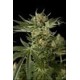 CLOUD 9 * KIWISEEDS 5 SEMI FEM