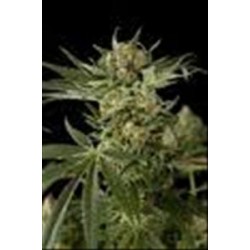 CLOUD 9 * KIWISEEDS 5 SEMI FEM