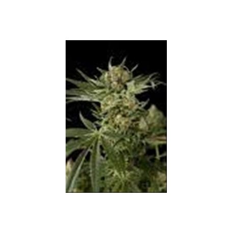 CLOUD 9 * KIWISEEDS 5 SEMI FEM