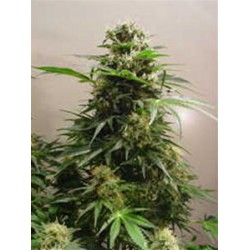 KIWISKUNK * KIWISEEDS 5 SEMI FEM 