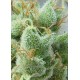 MAKO HAZE * KIWISEEDS 5 SEMI FEM 