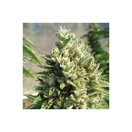 KANDY KUSH * DNA GENETICS RESERVA PRIVADA 13 SEMI REG