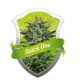 QUICK ONE * ROYAL QUEEN SEEDS 3 SEMI FEM 