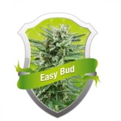 EASY BUD * ROYAL QUEEN SEEDS 3 SEMI FEM 