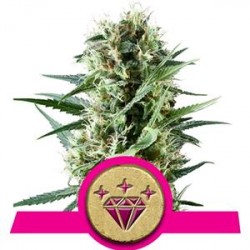 SPECIAL KUSH #1 * ROYAL QUEEN SEEDS 10 SEMI FEM