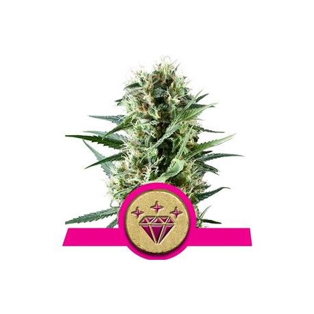 SPECIAL KUSH #1 * ROYAL QUEEN SEEDS 10 SEMI FEM