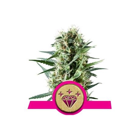 SPECIAL KUSH #1 * ROYAL QUEEN SEEDS 3 SEMI FEM 