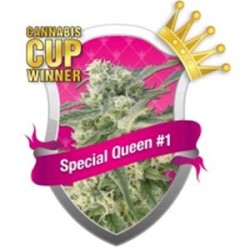 SPECIAL QUEEN #1 * ROYAL QUEEN SEEDS 3 SEMI FEM 