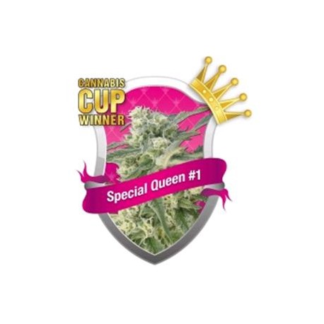 SPECIAL QUEEN #1 * ROYAL QUEEN SEEDS 3 SEMI FEM 