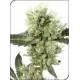 WHITE HAZE * SENSI WHITE LABEL 10 SEMI REG 