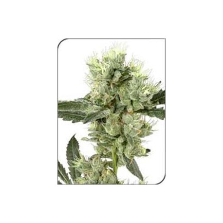 WHITE HAZE * SENSI WHITE LABEL 10 SEMI REG 