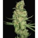 GALAXY * PYRAMID SEEDS 1 SEME FEM 