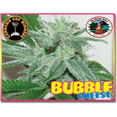 BUBBLE CHEESE * BIG BUDDHA 5 SEMI FEM