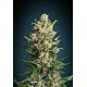 ICE KUSH * ADVANCED SEEDS 3 SEMI FEM