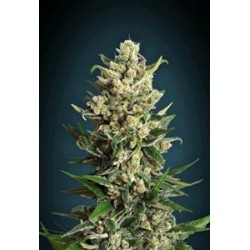 ICE KUSH * ADVANCED SEEDS 3 SEMI FEM