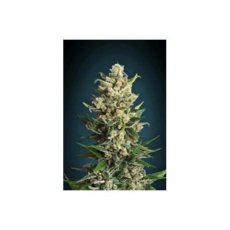 ICE KUSH * ADVANCED SEEDS 3 SEMI FEM