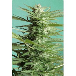 AUTO SWEET DWARF * ADVANCED SEEDS 10 SEMI FEM