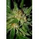 AUTO TOP 69 * ADVANCED SEEDS 1 SEME FEM