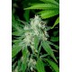 HAZE MIST * ADVANCED SEEDS 3 SEMI FEM