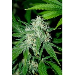 HAZE MIST * ADVANCED SEEDS 3 SEMI FEM