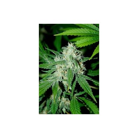 HAZE MIST * ADVANCED SEEDS 3 SEMI FEM