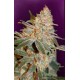 BLACK DIESEL * ADVANCED SEEDS 1 SEME FEM