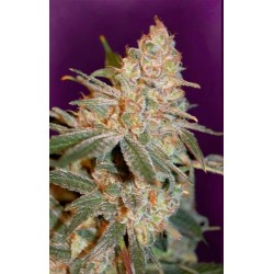 BLACK DIESEL * ADVANCED SEEDS 1 SEME FEM