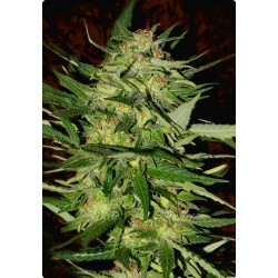 JACK PLANT * ADVANCED SEEDS 1 SEME FEM 