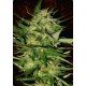 JACK PLANT * ADVANCED SEEDS 10 SEMI FEM