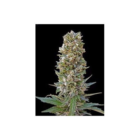 AUTOMATIK MIX * ADVANCED SEEDS 3 SEMI FEM 