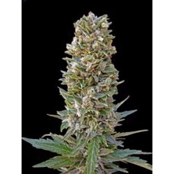 AUTOMATIK MIX * ADVANCED SEEDS 10 SEMI FEM 