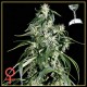 DAMN SOUR * GREEN HOUSE FEMINIZED 5 SEMI 