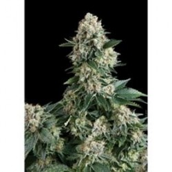 NEW YORK CITY * PYRAMID SEEDS 1 SEME FEM