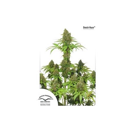 DUTCH HAZE ® * DUTCH PASSION 5 SEMI FEM