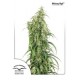 MEKONG HIGH ® * DUTCH PASSION 10 SEMI FEM